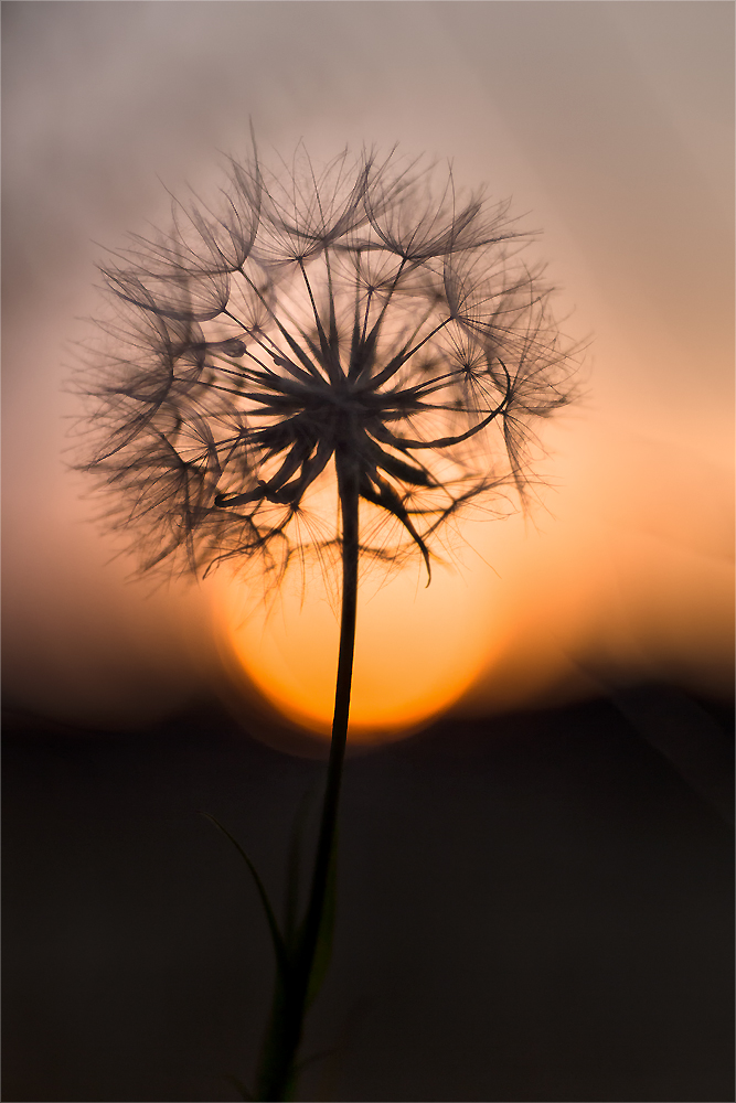 …von der Sonne getragen...