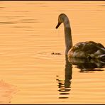 von der Sonne in Gold getaucht.