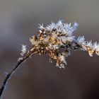 Von der Sonne umgarnt