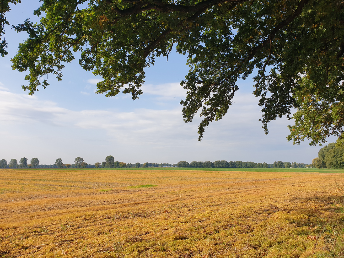 Von der Sonne vergoldet