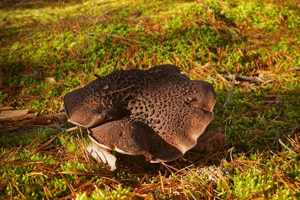 von der Sonne verwöhnt ...