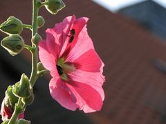 Von der Sonne verwöhnt, die Stockrose