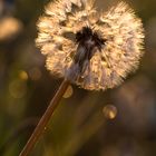 von der Sonne wachgekitzelt