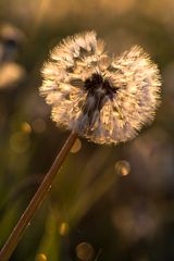 von der Sonne wachgekitzelt