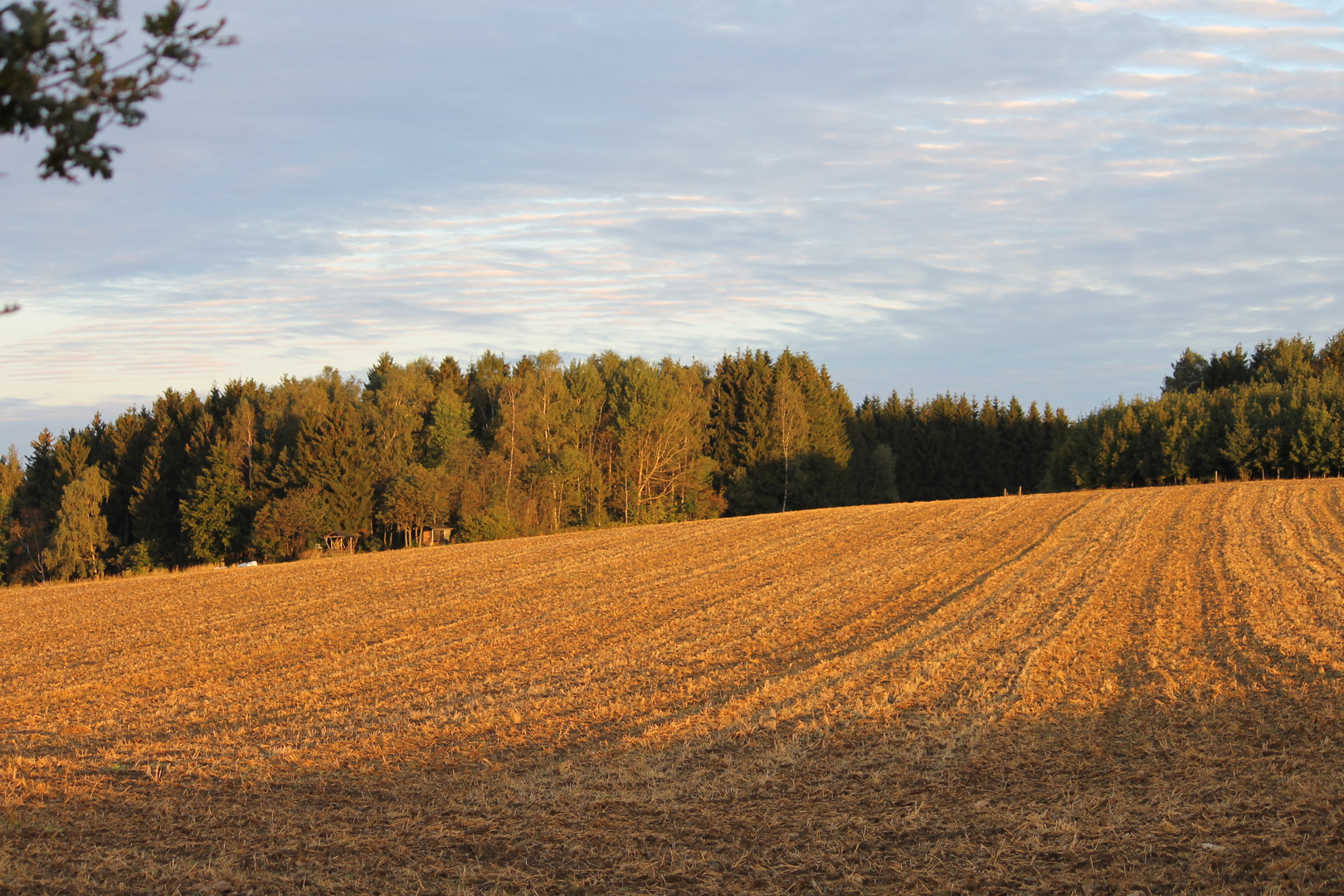 von der Sonne wachgeküsst