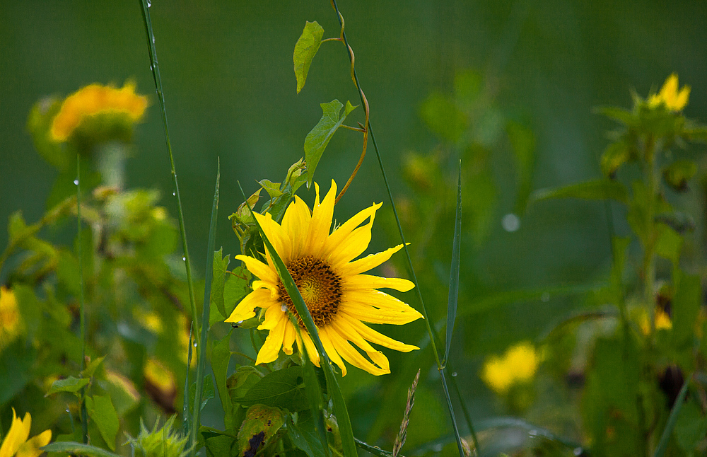 von der sonnenblume...