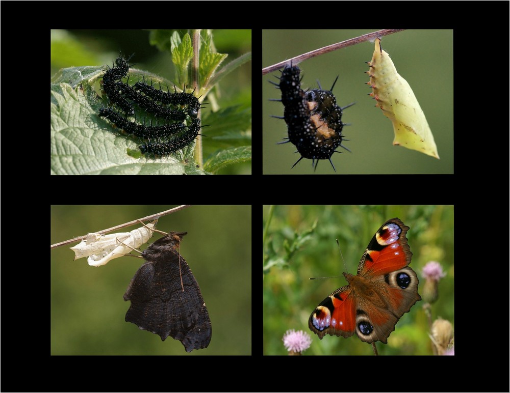 Von der stacheligen Raupe zum hübschen Schmetterling