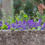 von der Strasse aus in einen hoeher gelegenen Garten geschaut