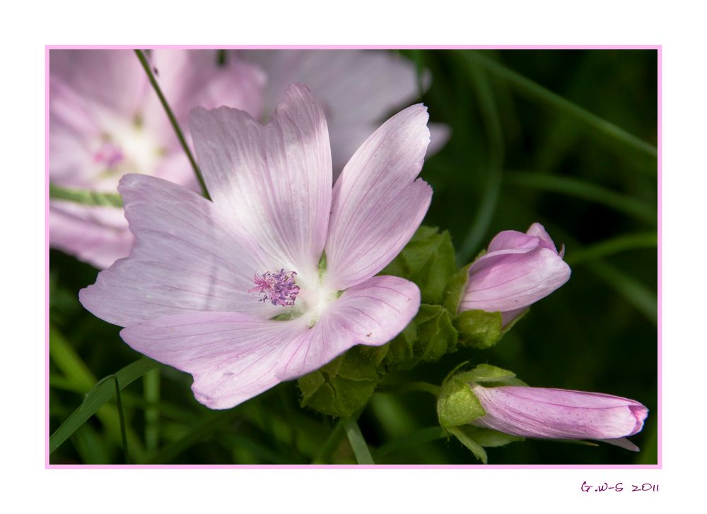 von der Wiese... wilde Malven