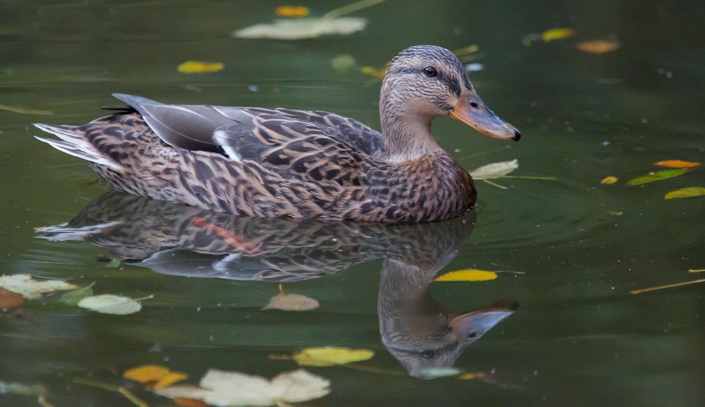 von der wildente...