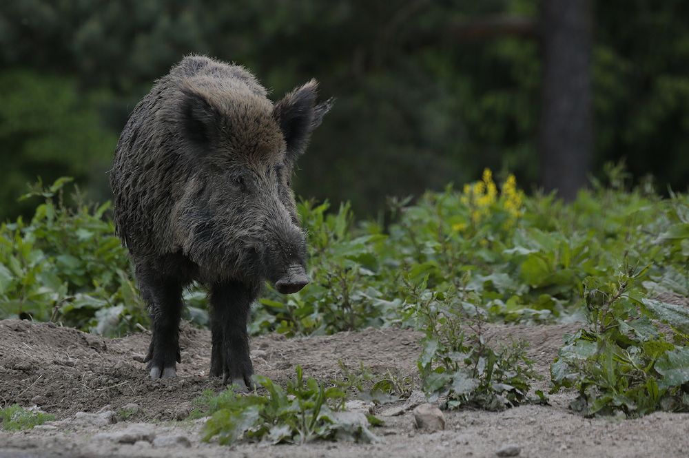 von der wildsau...