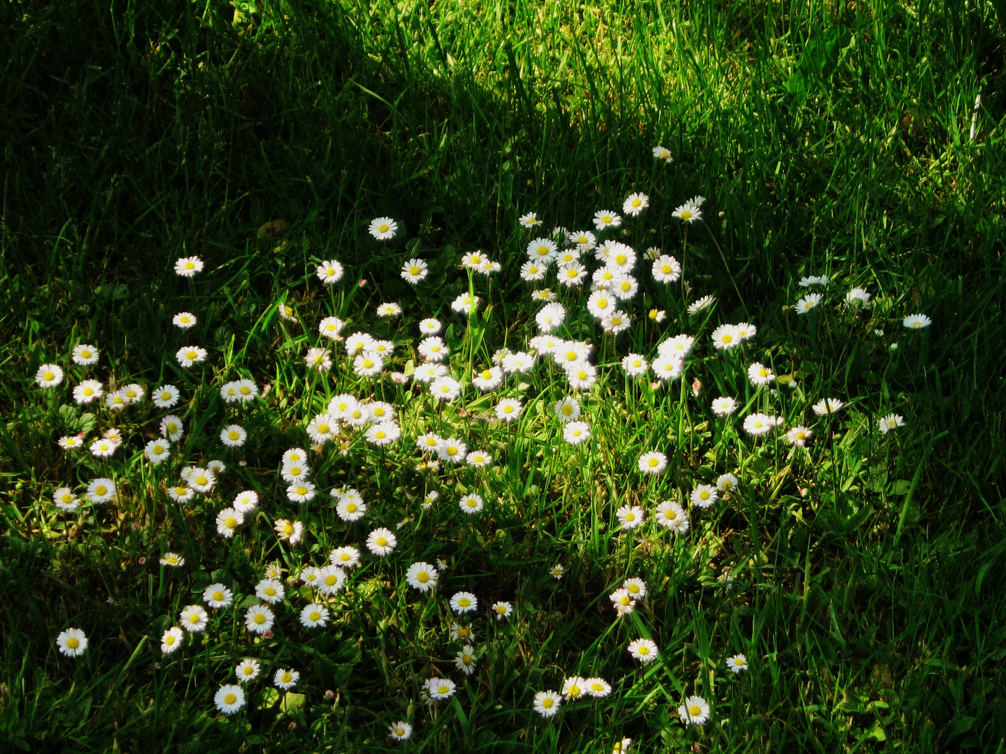 von der Zärtlichkeit der kleinen Gänseblumen   in ihrer Einfachheit