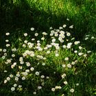 von der Zärtlichkeit der kleinen Gänseblumen   in ihrer Einfachheit