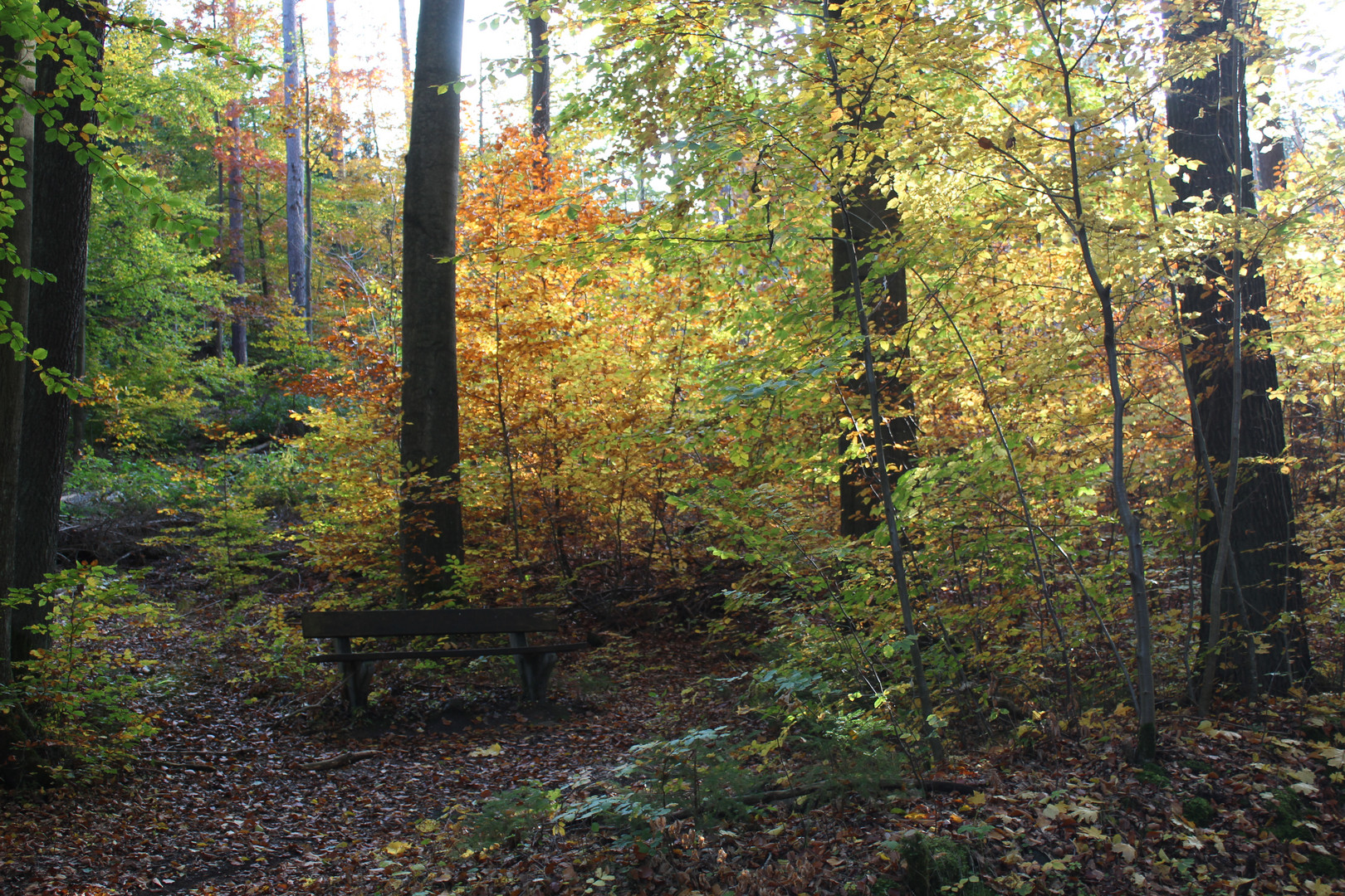 von dieser Bank hat man den Durchblick auf den Herbstwald