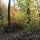 von dieser Bank hat man den Durchblick auf den Herbstwald