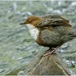 Von dieser Wasseramsel  ...