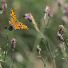 ... von Distel zu Distel