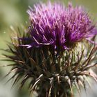 Von Dornen und Disteln - DiGa Beuggen - Biblischer Garten Schloß Beuggen