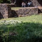 Von Drachenzähmern, Burgruinen und ganz viel Natur...