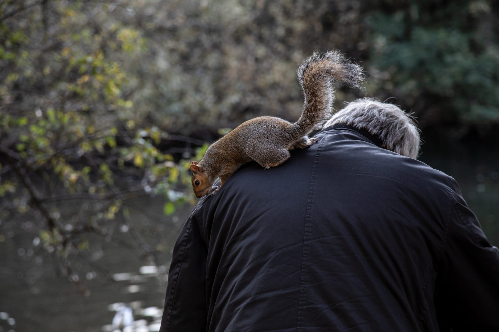 Von Eichhörnchen und Menschen