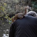 Von Eichhörnchen und Menschen