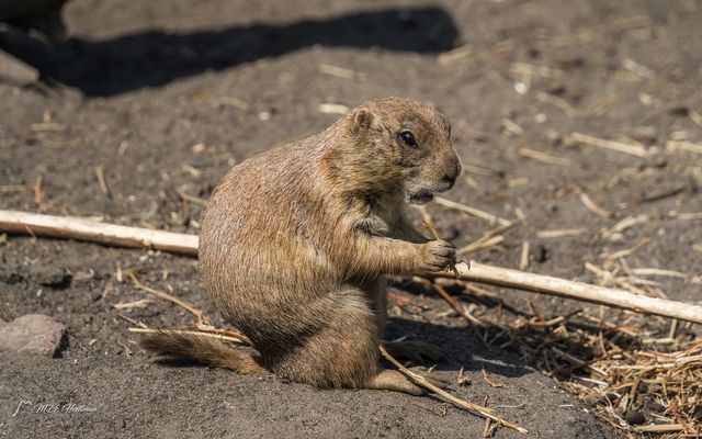 Von einem Pfeil getroffen