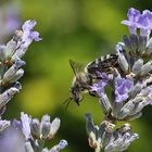 von einer Blüte zur anderen