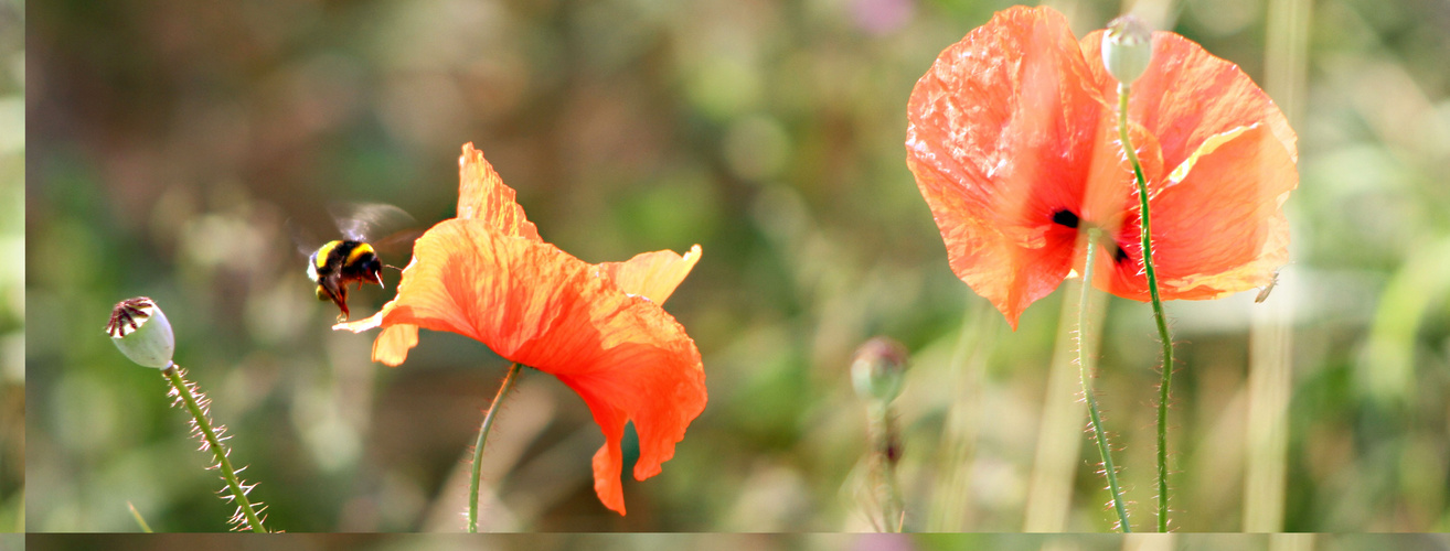 ..von einer Blüte zur andern..