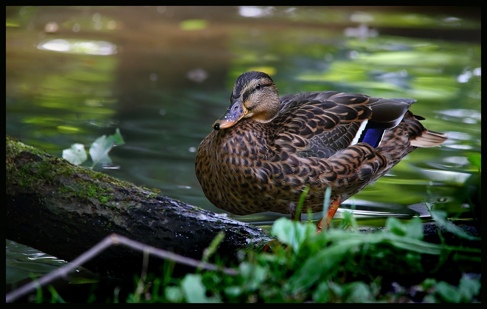 von enten...