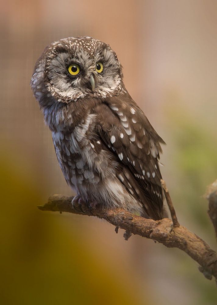 von eulen Foto & Bild | tiere, zoo, wildpark & falknerei, vögel Bilder
