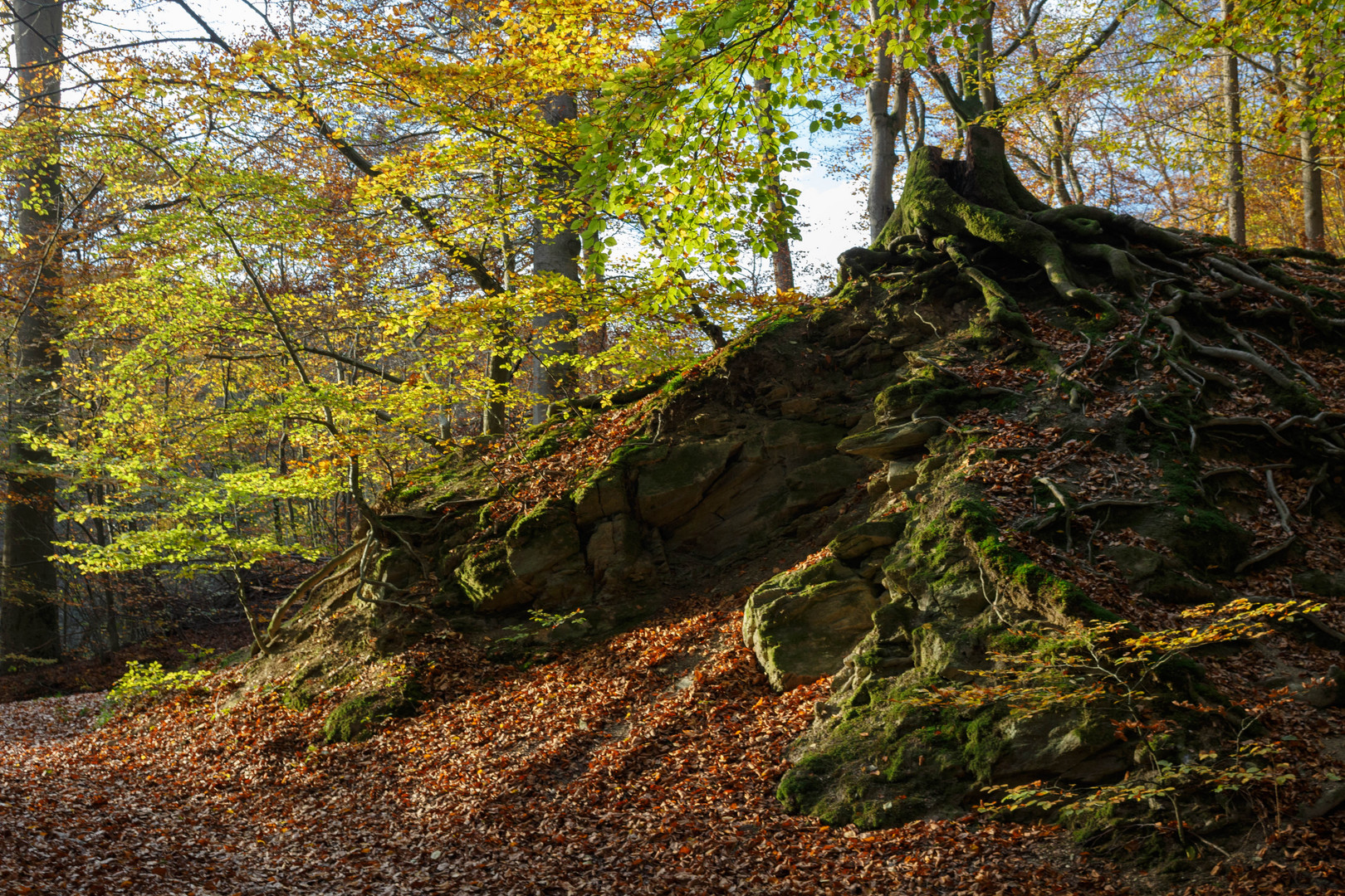 Von Felsen, Bäumen, Wurzeln und Blättern