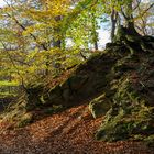 Von Felsen, Bäumen, Wurzeln und Blättern