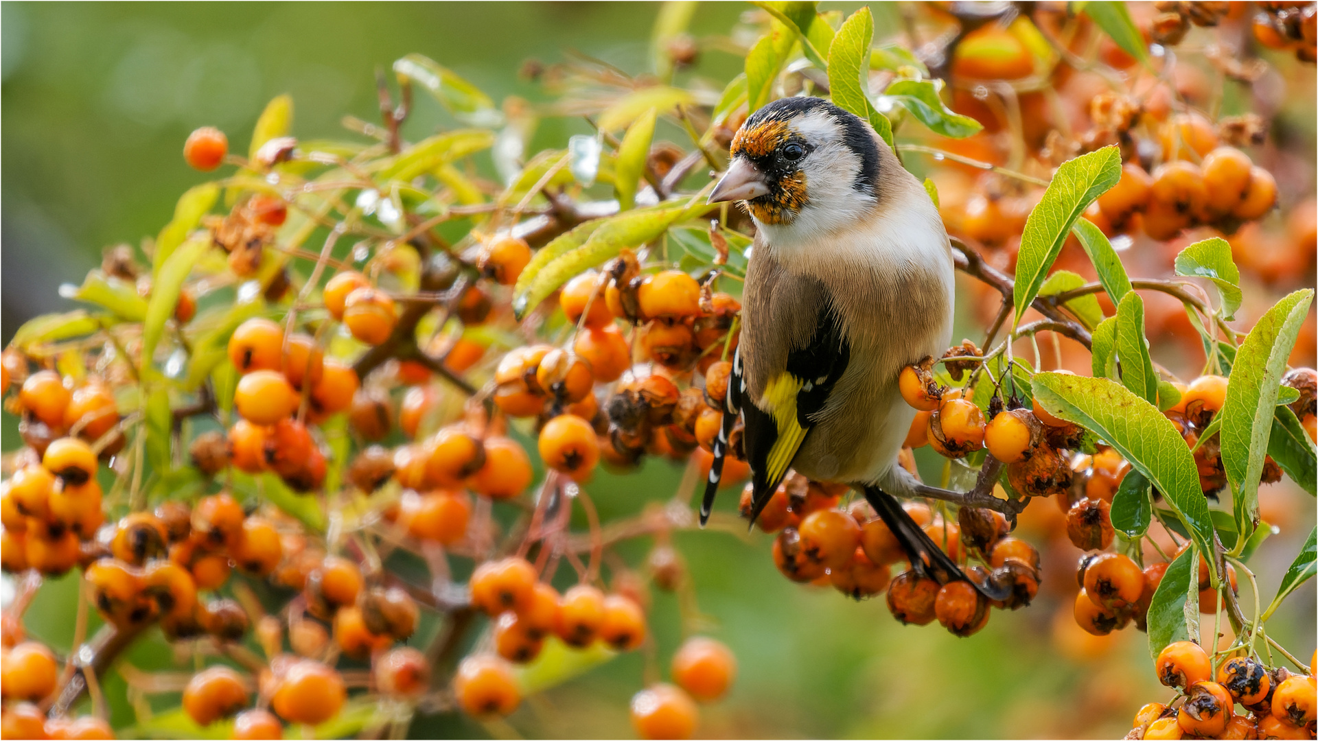 von Feuerdornbeeren umgeben  .....