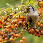 von Feuerdornbeeren umgeben  .....