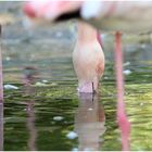 von flamingos...