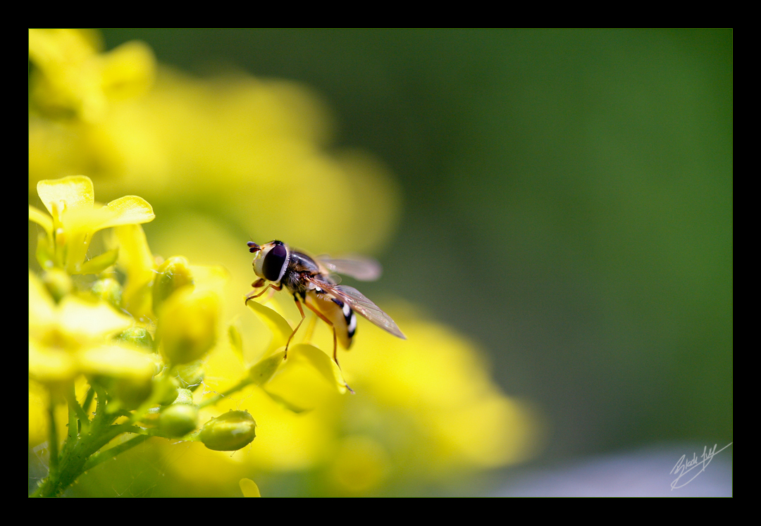 von Fliegen und Löwen I