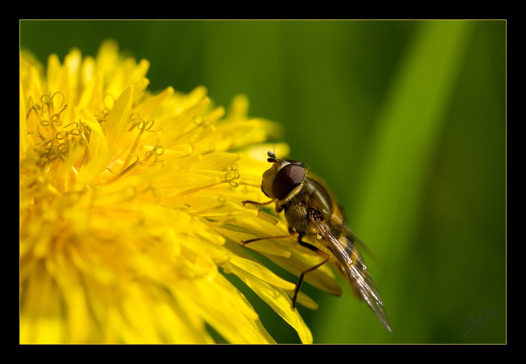 von Fliegen und Löwen II