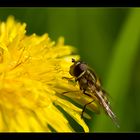 von Fliegen und Löwen II