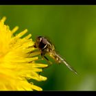 von Fliegen und Löwen III