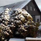 Von Frau Holle mit Schneehauben  geschmückt und von der Sonne beleuchtet