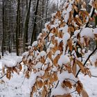 Von Frühling keine Spur!