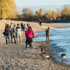 Von Gänse und Menschen...