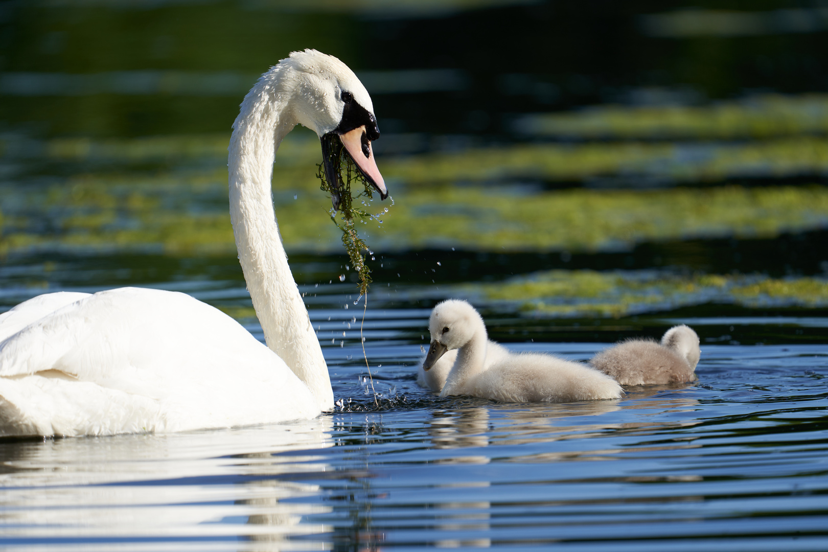  Von Gänse und Schwänen