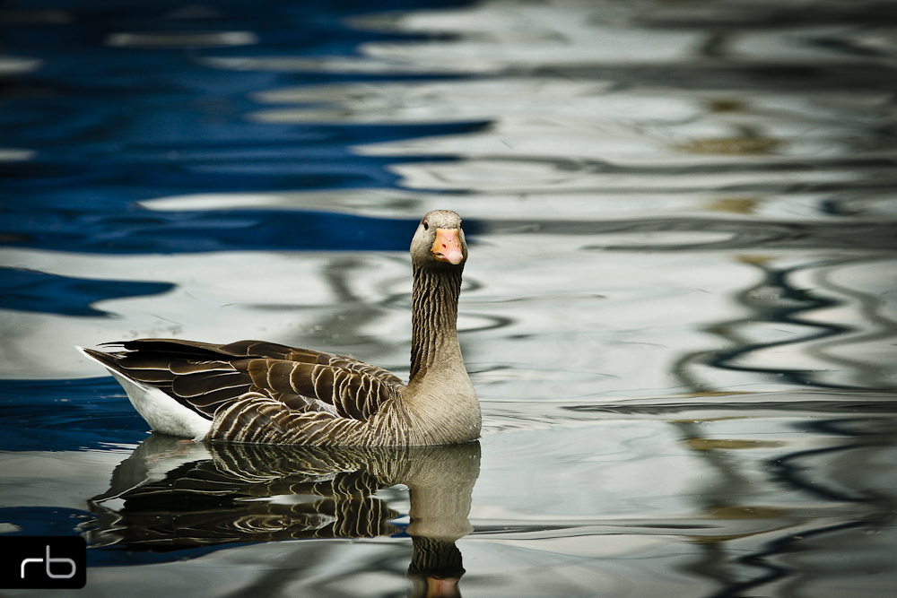 Von Gänsen und Spiegelungen