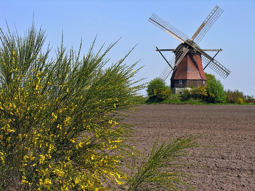 Von Ginster umgeben