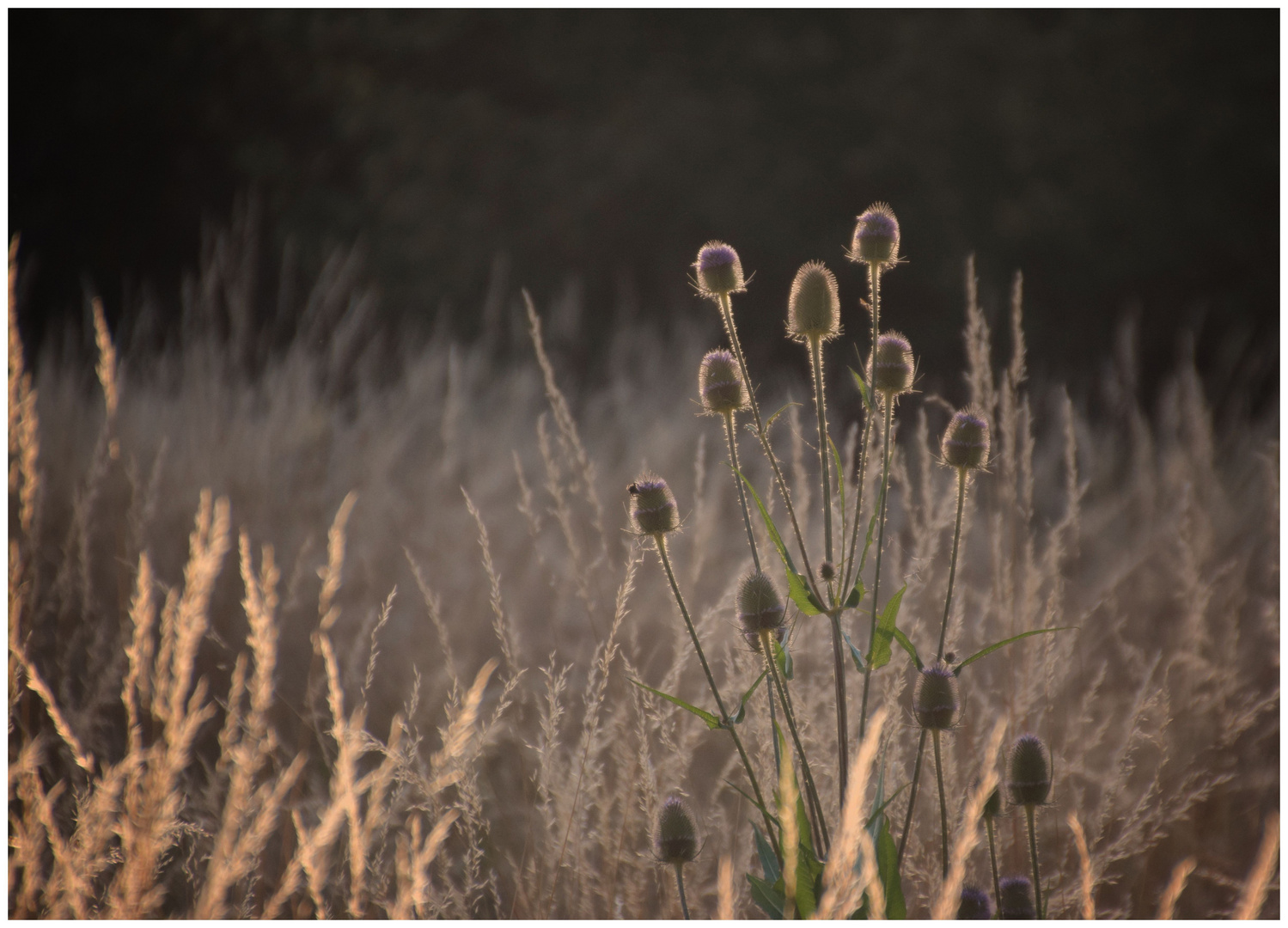 von Gräsern und Karden Foto & Bild natur, pflanzen, gräser Bilder auf