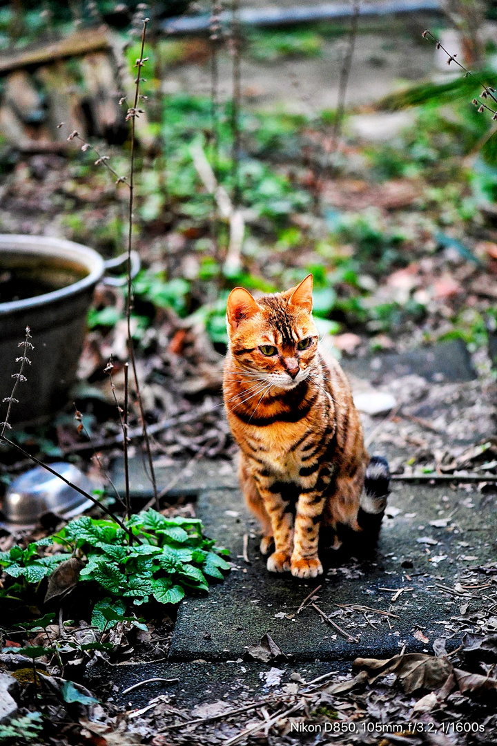 Von grossen und kleinen Katzen