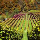 Von Grün bis Herbstfarben