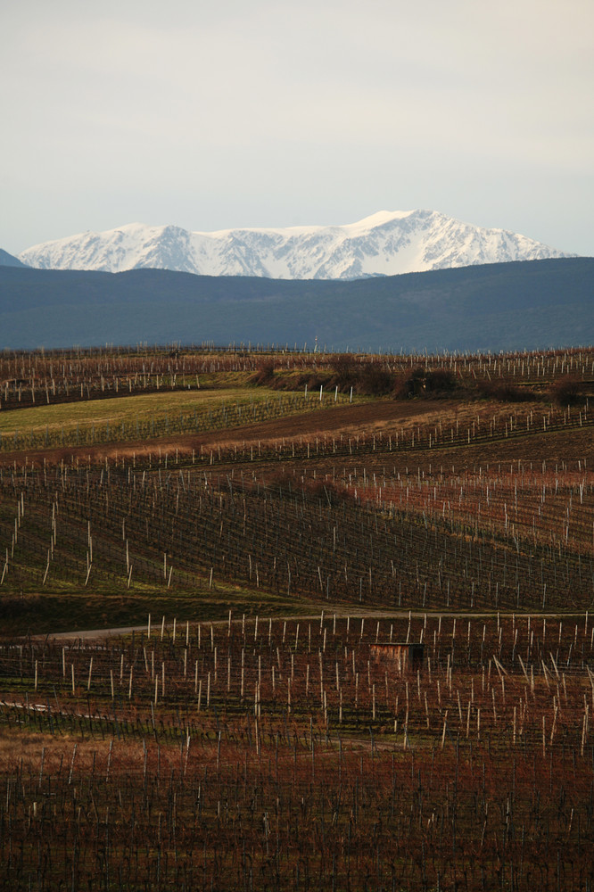 Von Gumpoldskirchen zum Schneeberg