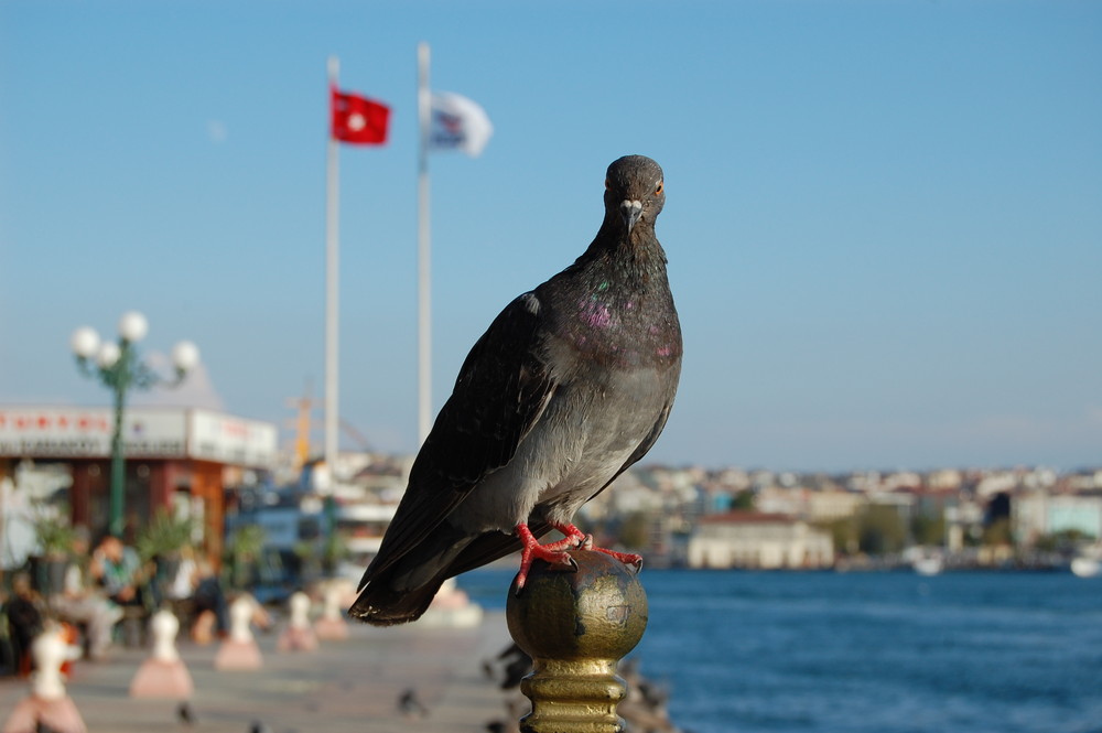 von haydarpasa nach kadiköy